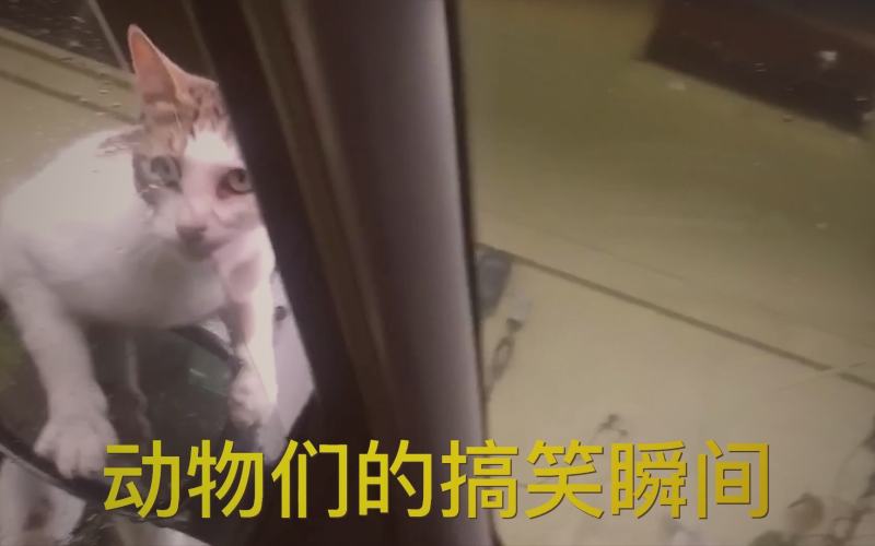 吃瓜网独家黑料的独家噱头质疑